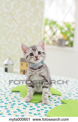 American Shorthair View Large Photo Image Stock Image - American Shorthair. Fotosearch
