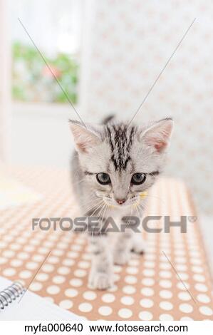 American Shorthair View Large Photo Image Stock Image - American Shorthair. Fotosearch