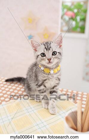 Stock Image - American Shorthair. Fotosearch