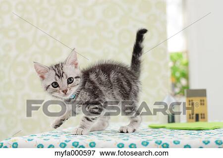American Shorthair View Large Photo Image Stock Photo - American Shorthair. Fotosearch