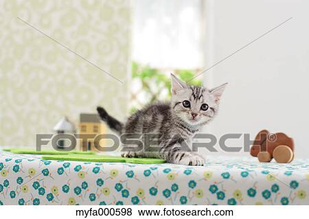 American Shorthair View Large Photo Image Stock Photo - American Shorthair. Fotosearch