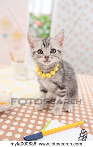 American Shorthair View Large Photo Image Stock Photo - American Shorthair. Fotosearch