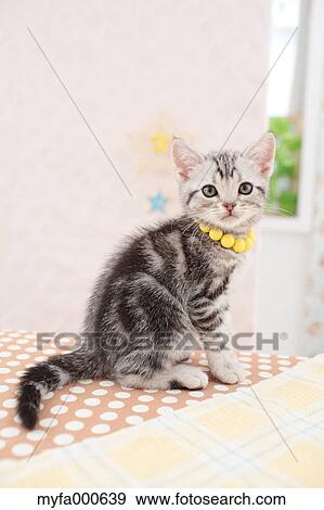 American Shorthair View Large Photo Image Stock Photo - American Shorthair. Fotosearch