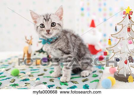 American Shorthair View Large Photo Image Stock Photo - American Shorthair. Fotosearch
