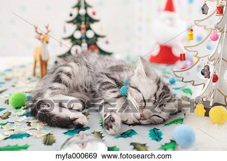 American Shorthair View Large Photo Image Stock Photo - American Shorthair. Fotosearch
