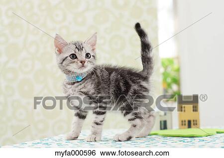 American Shorthair View Large Photo Image Stock Photograph - American Shorthair. Fotosearch