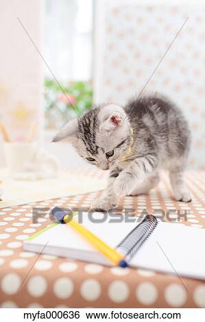 American Shorthair View Large Photo Image Stock Photograph - American Shorthair. Fotosearch