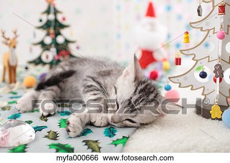 Stock Photograph - American Shorthair. Fotosearch