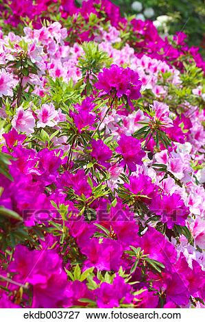 Azalea flowers View Large Photo Image Stock Photo - Azalea flowers. Fotosearch