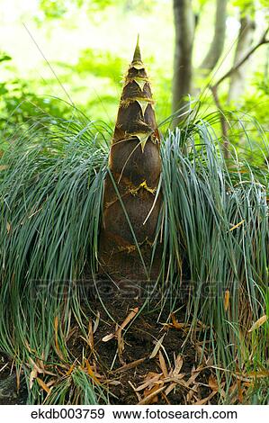 Stock Photo - Bamboo shoot. Fotosearch