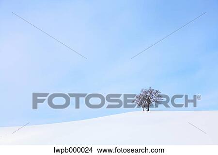 Beech tree standing in a snowy field View Large Photo Image Picture - Beech tree standing in a snowy field. Fotosearch