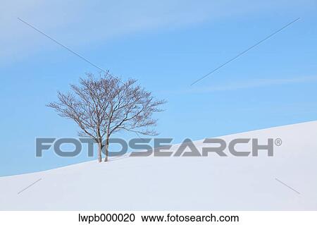 Beech tree standing in a snowy field View Large Photo Image Stock Image - Beech tree standing in a snowy field. Fotosearch
