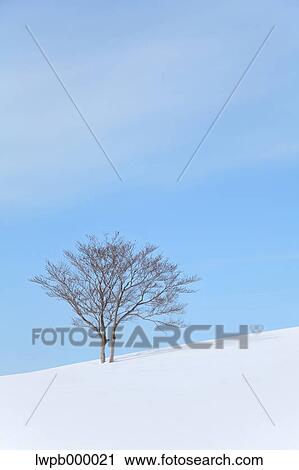 Stock Image - Beech tree standing in a snowy field. Fotosearch