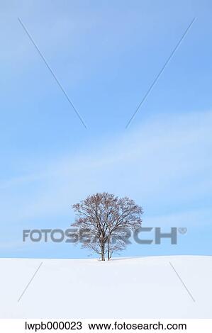 Beech tree standing in a snowy field View Large Photo Image Stock Image - Beech tree standing in a snowy field. Fotosearch