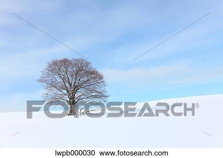 Beech tree standing in a snowy field View Large Photo Image Stock Image - Beech tree standing in a snowy field. Fotosearch