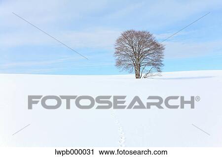 Beech tree standing in a snowy field View Large Photo Image Stock Image - Beech tree standing in a snowy field. Fotosearch