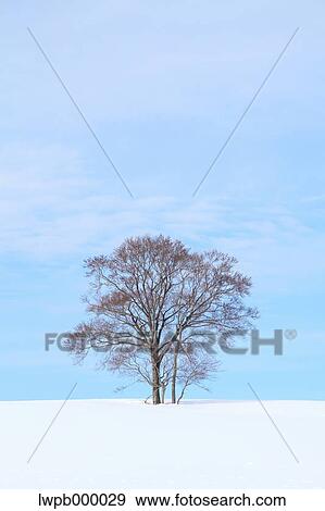 Beech tree standing in a snowy field View Large Photo Image Stock Photo - Beech tree standing in a snowy field. Fotosearch