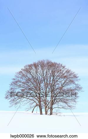 Beech tree standing in a snowy field View Large Photo Image Stock Photograph - Beech tree standing in a snowy field. Fotosearch