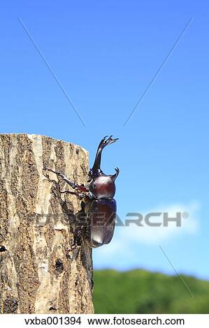 Picture - Beetle on oak tree. Fotosearch