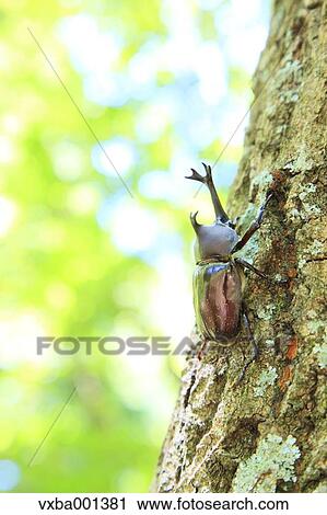 Beetle on oak tree View Large Photo Image Stock Image - Beetle on oak tree. Fotosearch