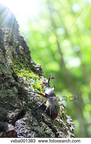 Stock Image - Beetle on oak tree. Fotosearch