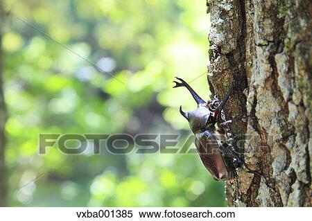 Beetle on oak tree View Large Photo Image Stock Photography - Beetle on oak tree. Fotosearch