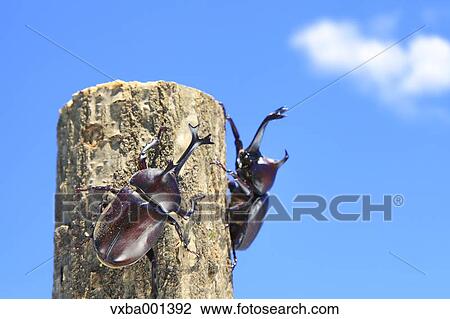 Stock Image - Beetles on oak tree. Fotosearch