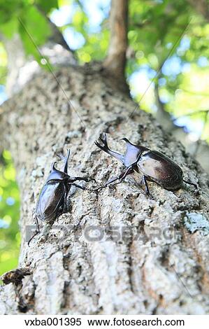 Beetles on oak tree View Large Photo Image Stock Photography - Beetles on oak tree. Fotosearch