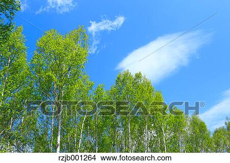 Birch trees, Hokkaido View Large Photo Image Picture - Birch trees, Hokkaido. Fotosearch