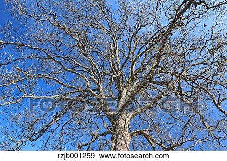 Black alder tree, Hokkaido View Large Photo Image Stock Photo - Black alder tree, Hokkaido. Fotosearch