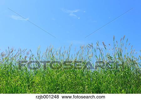 Blue sky and grass, Hokkaido View Large Photo Image Stock Photo - Blue sky and grass, Hokkaido. Fotosearch