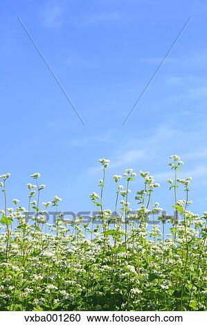 Buckwheat flowers and sky View Large Photo Image Stock Image - Buckwheat flowers and sky. Fotosearch