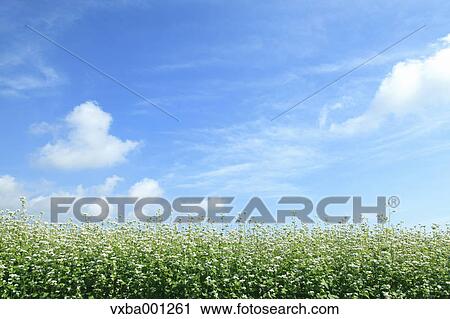 Buckwheat flowers and sky View Large Photo Image Stock Image - Buckwheat flowers and sky. Fotosearch