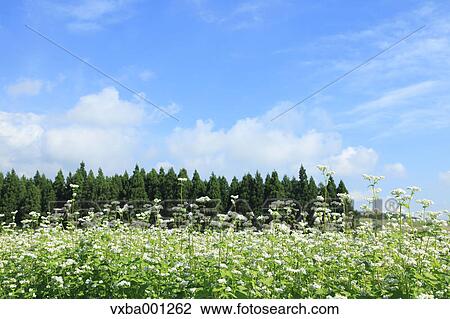 Buckwheat flowers and sky View Large Photo Image Stock Image - Buckwheat flowers and sky. Fotosearch