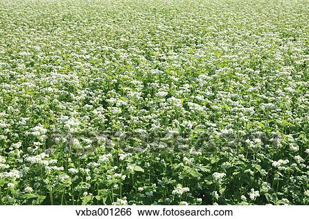 Stock Photograph - Buckwheat flowers. Fotosearch