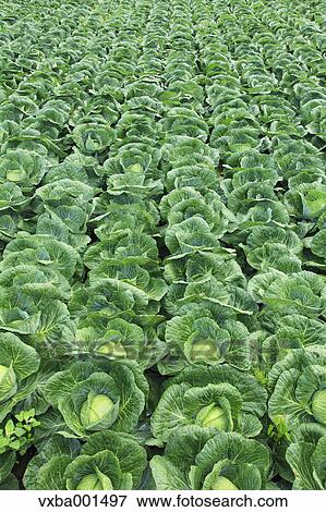 Stock Photo - Cabbage field. Fotosearch