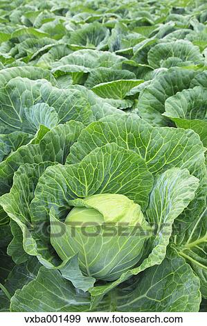 Cabbage field View Large Photo Image Stock Photo - Cabbage field. Fotosearch