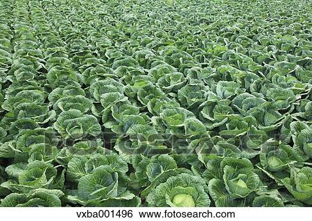 Cabbage field View Large Photo Image Stock Photograph - Cabbage field. Fotosearch