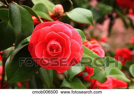 Camellia flower View Large Photo Image Stock Image - Camellia flower. Fotosearch