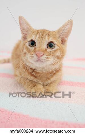 Cat View Large Photo Image Picture - Cat. Fotosearch