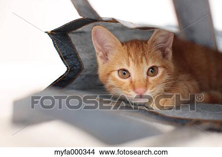 Cat View Large Photo Image Picture - Cat. Fotosearch