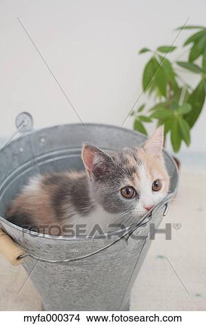Cat View Large Photo Image Picture - Cat. Fotosearch