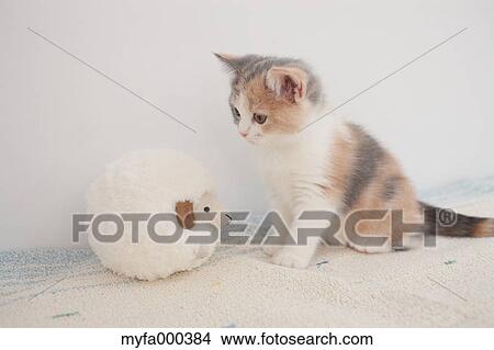 Cat View Large Photo Image Picture - Cat. Fotosearch