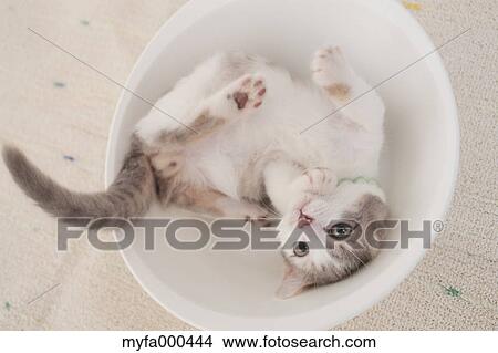 Picture - Cat. Fotosearch
