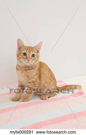 Cat View Large Photo Image Stock Image - Cat. Fotosearch