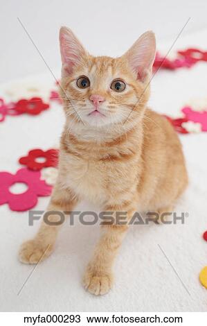 Cat View Large Photo Image Stock Image - Cat. Fotosearch