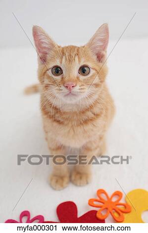 Cat View Large Photo Image Stock Image - Cat. Fotosearch