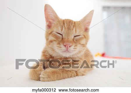 Cat View Large Photo Image Stock Image - Cat. Fotosearch