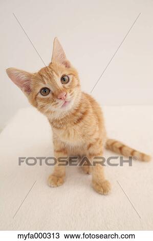 Cat View Large Photo Image Stock Image - Cat. Fotosearch