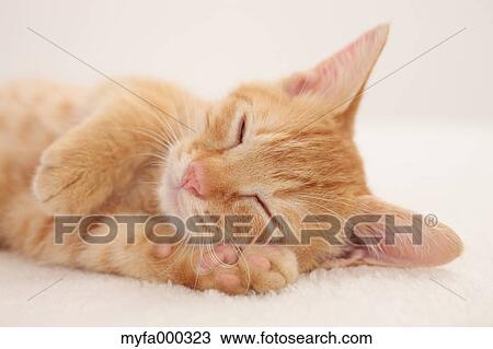 Cat View Large Photo Image Stock Image - Cat. Fotosearch